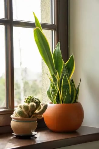 Employee Gifts Plants